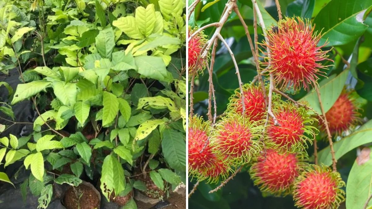 5 Common Mistakes to Avoid When Growing Rambutan Trees: A Complete Guide for Healthy and Fruitful Growth