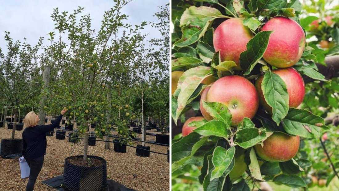 Grow the Crisp and Juicy Zestar Apple: A Complete Guide from Raintree Nursery