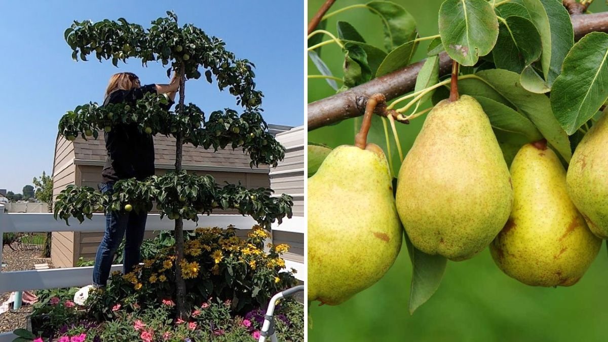 How to Thin Espalier Pear Trees Like a Pro: Bartlett Pear Care and Fruit Tree Tips from Garden Answer