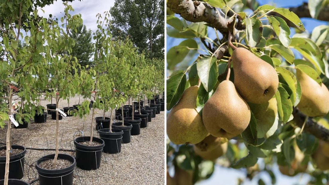 How to Grow and Care for Bosc Pear Trees: The Ultimate Guide to Enjoying Sweet, Juicy Harvests