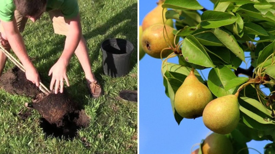 Growing the Ultra Dwarf D’Anjou Pear: A Complete Guide to Planting and Caring for Bareroot Trees
