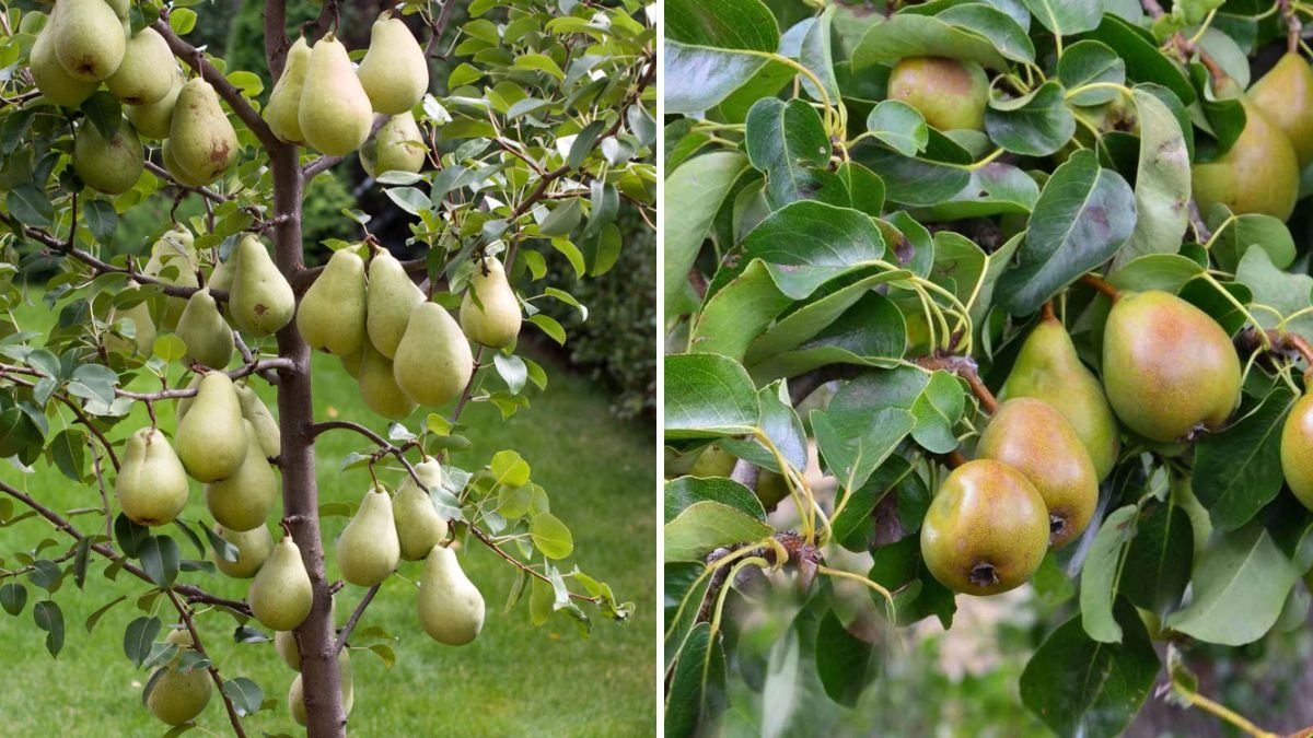 Discovering the Doyenne du Comice Pear: A Mid-August Glimpse into an Organic No-Dig Fruit Orchard