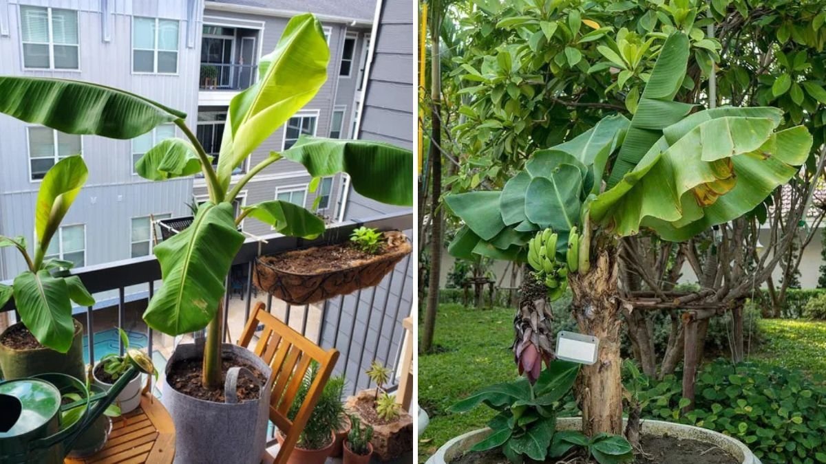 How to Grow Dwarf Cavendish Banana Plants in Pots: A Complete Guide for Urban Gardeners
