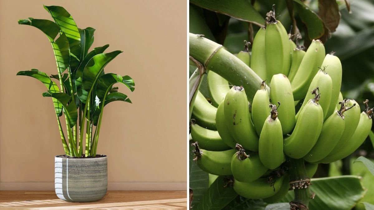 How to Manage Your Plantain Field to Boost Production: A Complete Farmer’s Guide