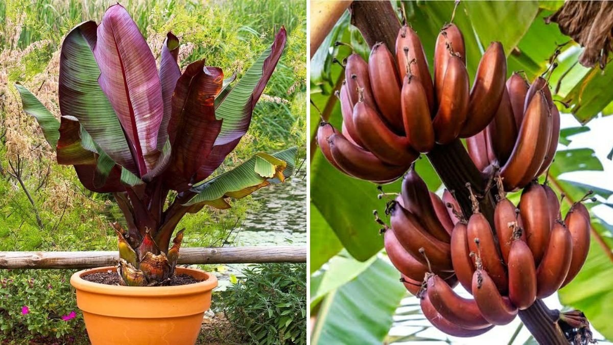 Red Banana Farming Made Easy: How to Grow Red Banana Plants at Home for a Profitable Harvest