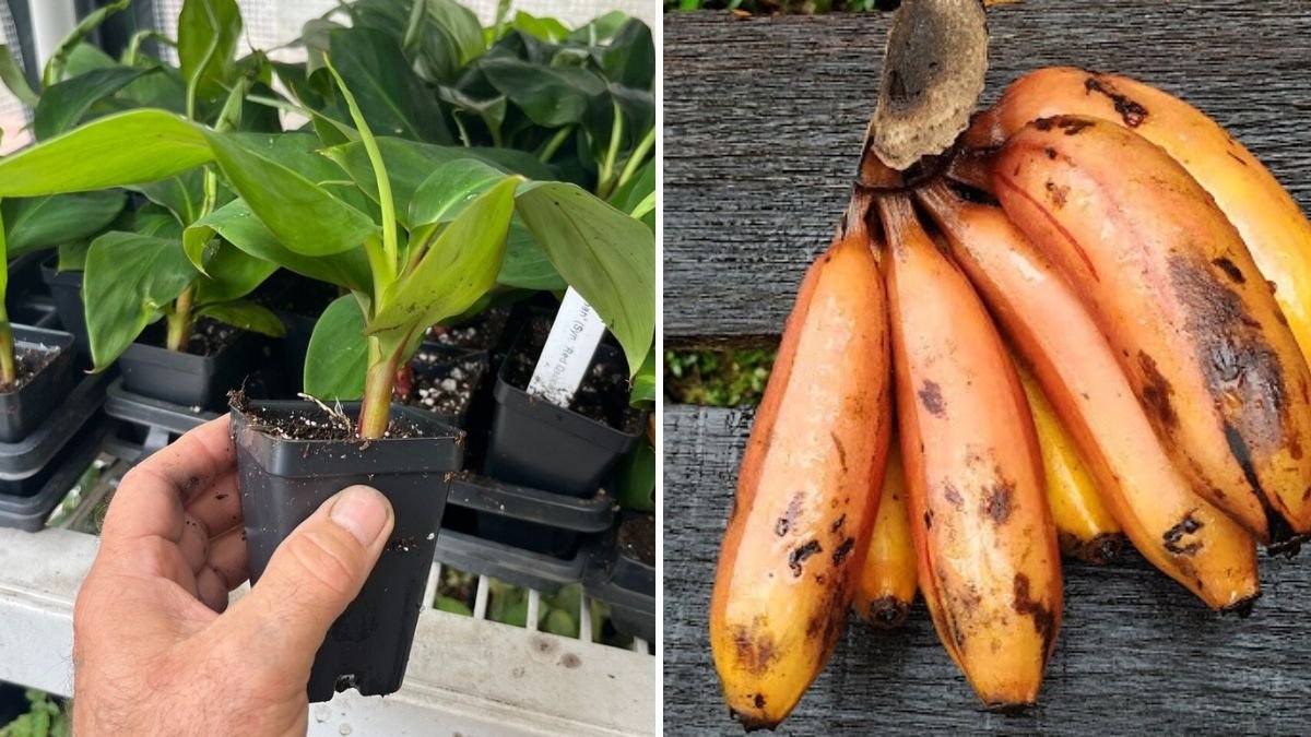 How to Grow Apple Bananas (Manzano Bananas) from Pups: A Complete Step-by-Step Guide