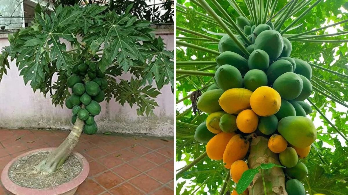 Growing Red Maradol Papaya in a Retractable Roof System: The Future of Papaya Farming in Mexico