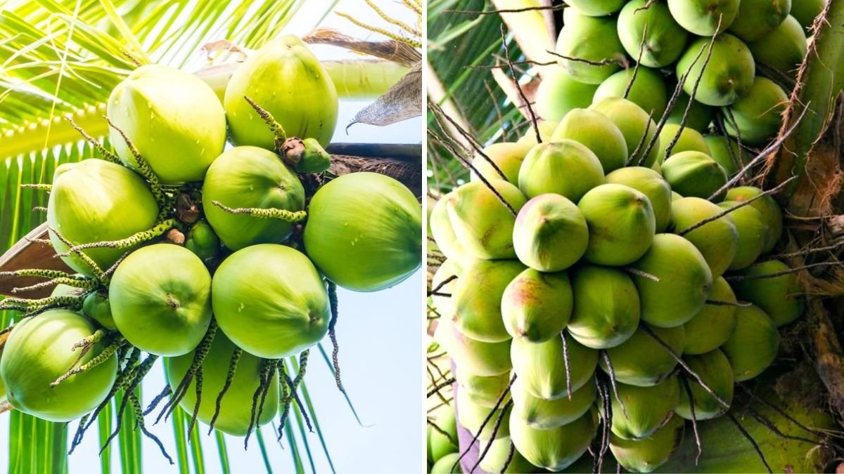 From Store Shelf to Tropical Tree: How I Successfully Grew a Coconut from the Grocery Store