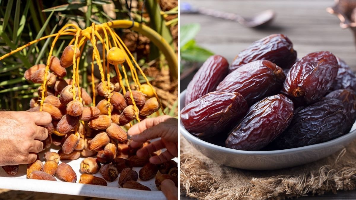 From Flowers to Sweet Gems: The Fascinating Journey of Developing Medjool Dates