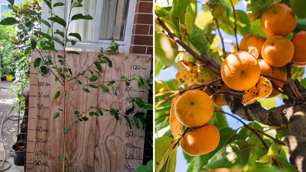 From Bare-Root to Bountiful Harvest: How to Grow Fuyu Persimmons Successfully in Your Garden