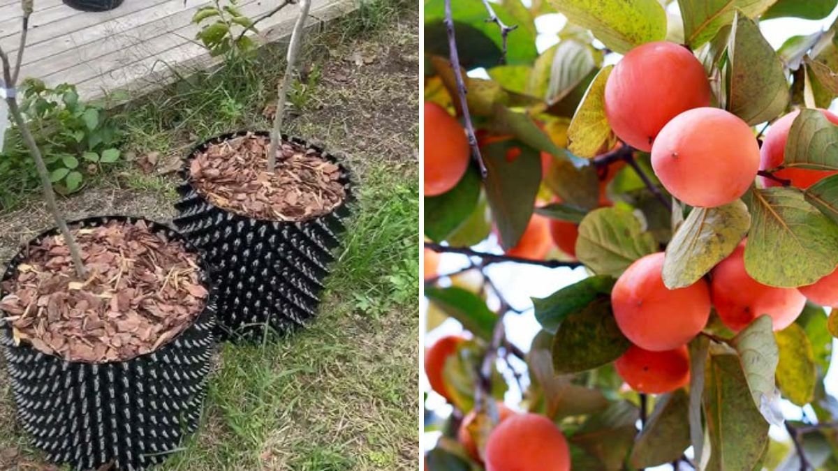 From Bare-Root to Bountiful: How to Successfully Grow a Fuyu Persimmon Tree in Your Garden