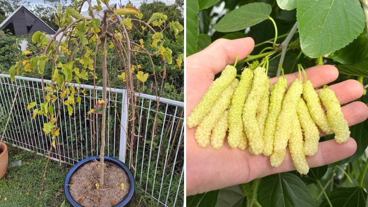 White Pakistan Mulberry: The Sweet New Addition to My Garden Collection