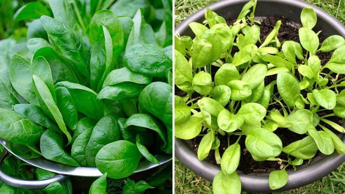 How to Grow Spinach at Home: Complete Guide with Tips, Updates, and Expert Advice
