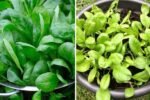 How to Grow Spinach at Home: Complete Guide with Tips, Updates, and Expert Advice
