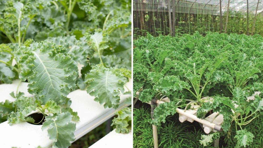 How to Grow Kale at Home in PVC Pipes: A Unique DIY Gardening Guide for Fresh, Healthy Greens