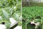 How to Grow Kale at Home in PVC Pipes: A Unique DIY Gardening Guide for Fresh, Healthy Greens