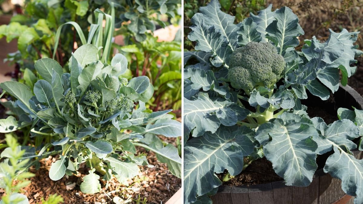 How to Fast Grow Organic Broccoli in Your Kitchen Garden: A Complete Beginner’s Guide