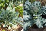 How to Fast Grow Organic Broccoli in Your Kitchen Garden: A Complete Beginner’s Guide