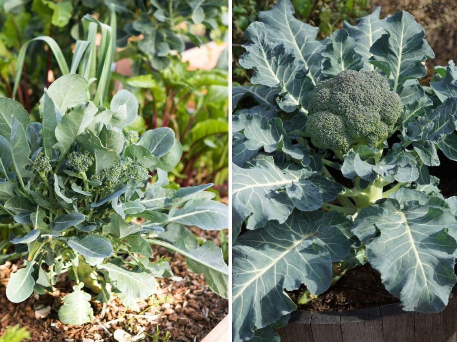 How to Fast Grow Organic Broccoli in Your Kitchen Garden: A Complete Beginner’s Guide