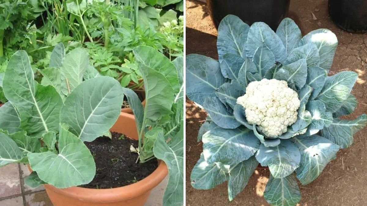 How to Grow Cauliflower at Home (With Full Updates): A Complete Step-by-Step Organic Guide