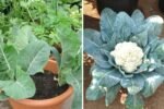 How to Grow Cauliflower at Home (With Full Updates): A Complete Step-by-Step Organic Guide