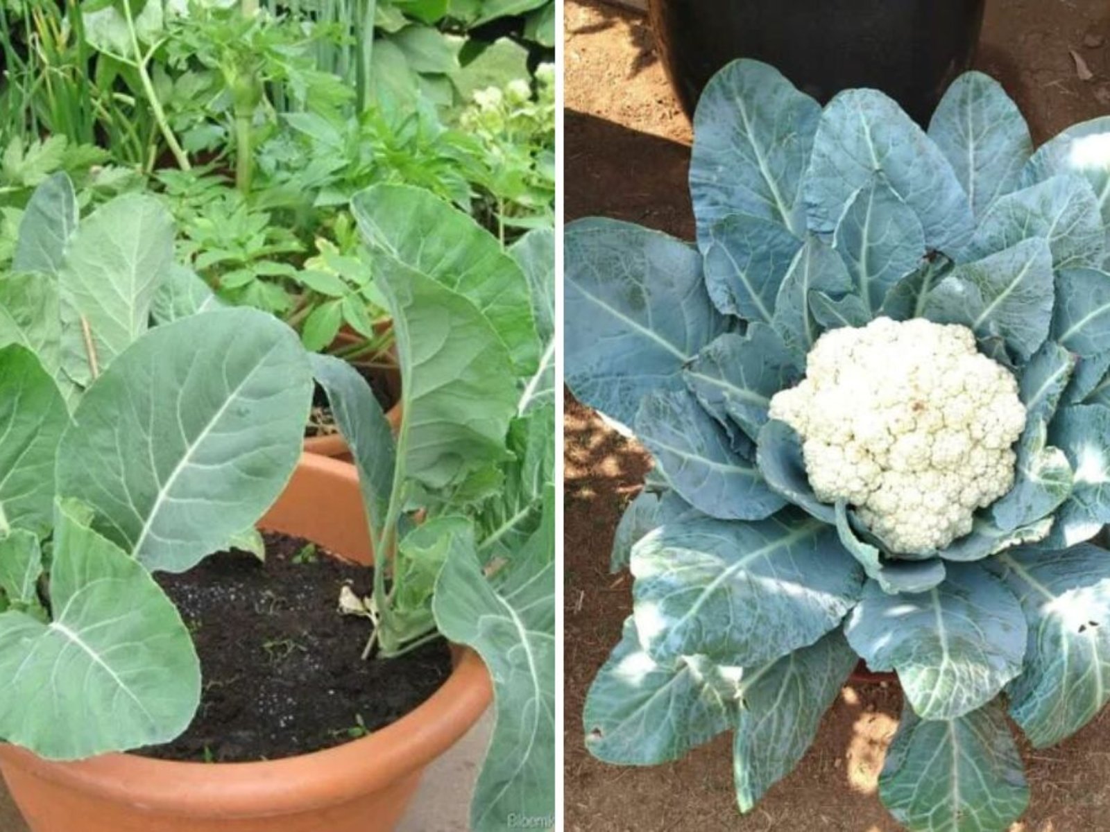 How to Grow Cauliflower at Home (With Full Updates): A Complete Step-by-Step Organic Guide