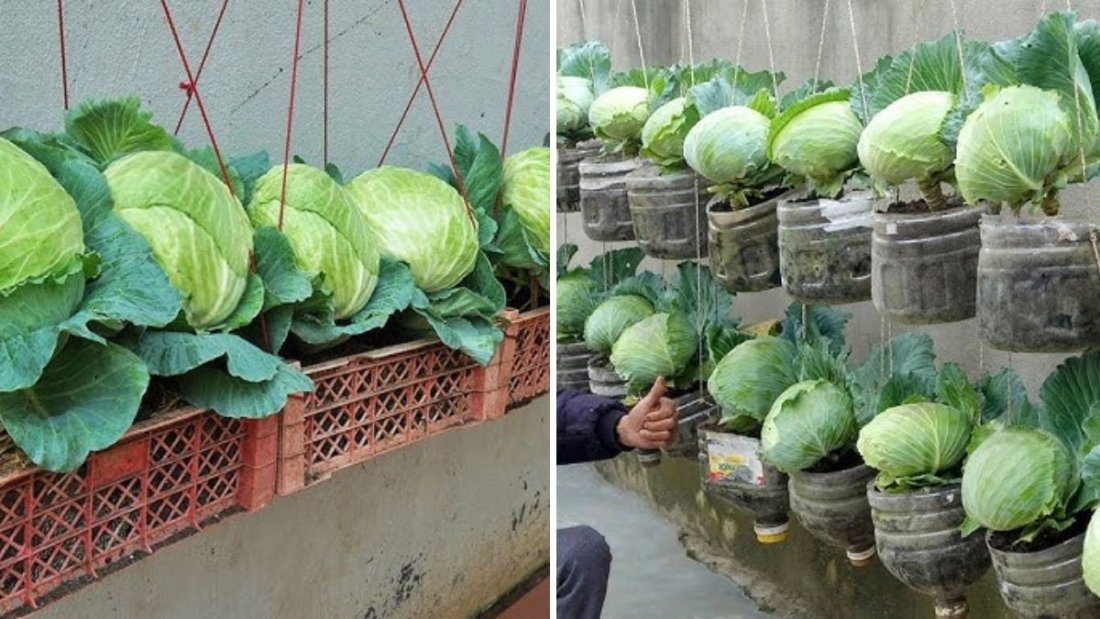 How to Grow Cabbage from Kitchen Scraps to Harvest: Complete 106-Day Time-Lapse Guide
