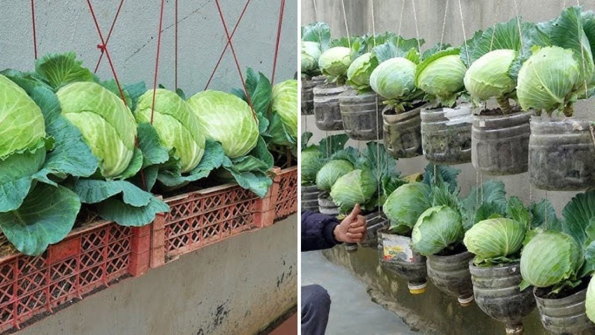 How to Grow Cabbage from Kitchen Scraps to Harvest: Complete 106-Day Time-Lapse Guide