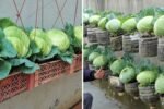 How to Grow Cabbage from Kitchen Scraps to Harvest: Complete 106-Day Time-Lapse Guide