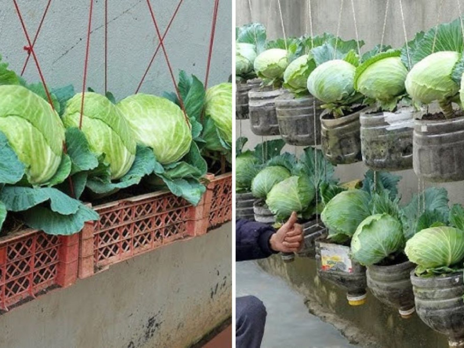 How to Grow Cabbage from Kitchen Scraps to Harvest: Complete 106-Day Time-Lapse Guide