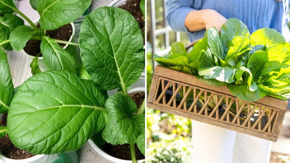 How to Plant Bok Choy in Containers at Home: A Complete Step-by-Step Guide