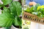 How to Plant Bok Choy in Containers at Home: A Complete Step-by-Step Guide