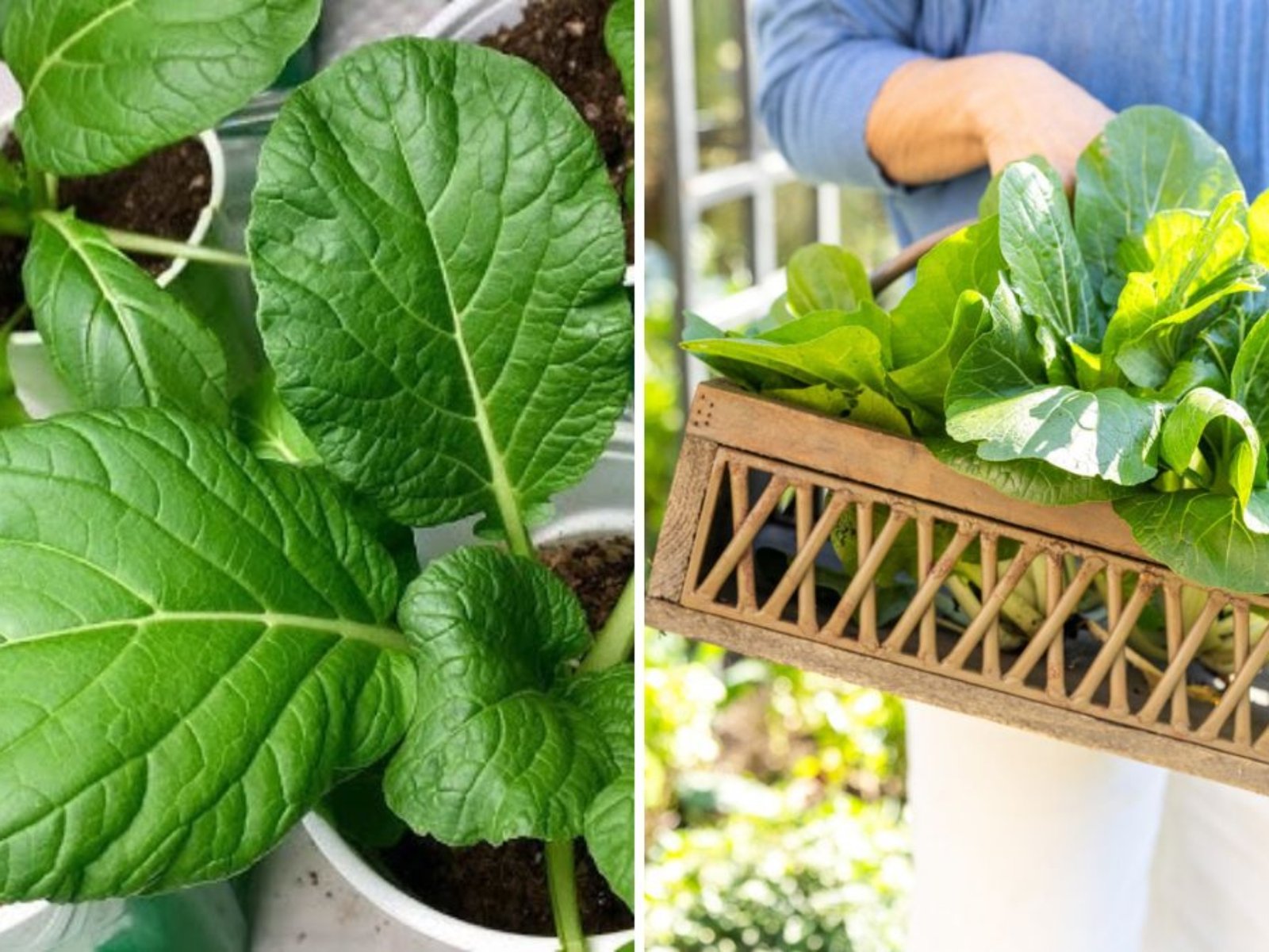 How to Plant Bok Choy in Containers at Home: A Complete Step-by-Step Guide