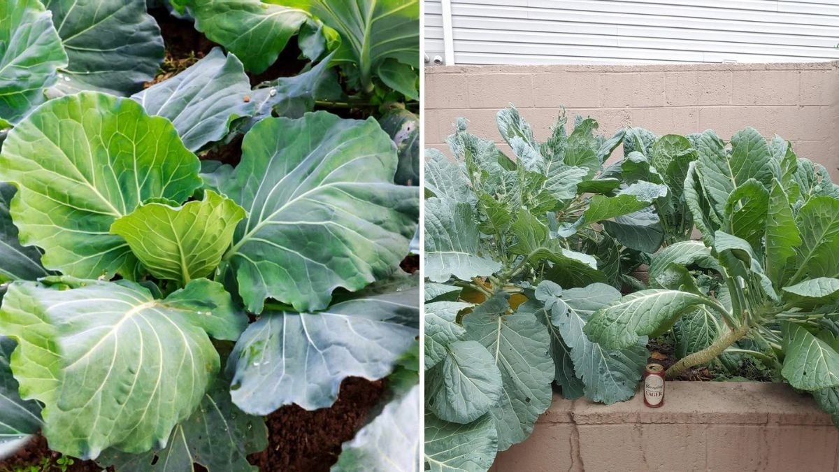 How to Have an Endless Harvest with Collard Greens: The Complete Guide to Growing, Caring, and Harvesting