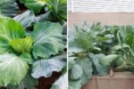 How to Have an Endless Harvest with Collard Greens: The Complete Guide to Growing, Caring, and Harvesting