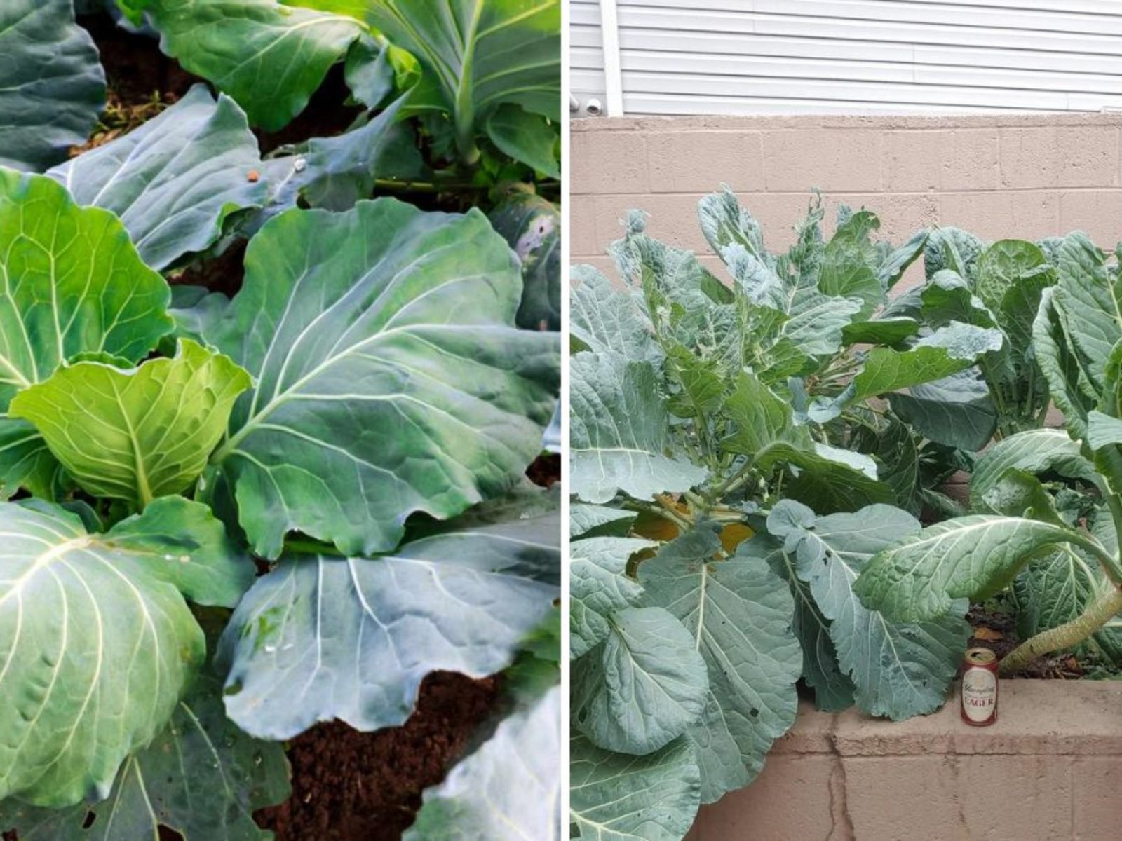 How to Have an Endless Harvest with Collard Greens: The Complete Guide to Growing, Caring, and Harvesting