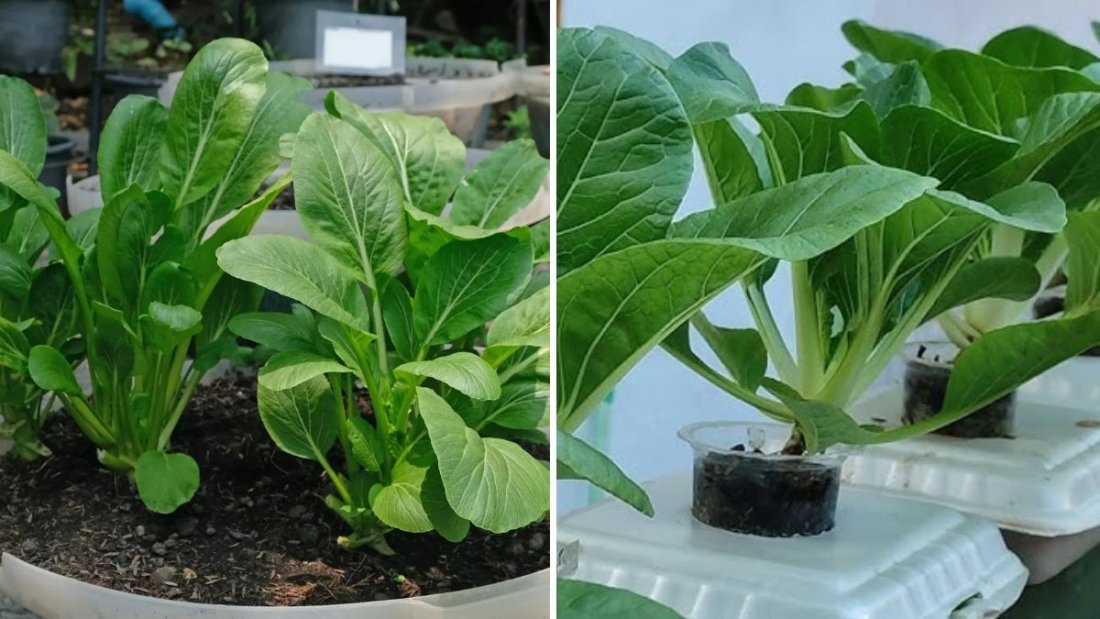 How to Grow Mustard Greens From Seed: A Complete Guide to Growing Fresh, Flavorful Greens at Home