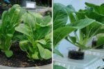How to Grow Mustard Greens From Seed: A Complete Guide to Growing Fresh, Flavorful Greens at Home