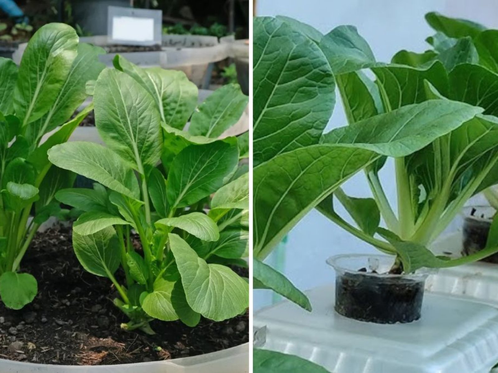 How to Grow Mustard Greens From Seed: A Complete Guide to Growing Fresh, Flavorful Greens at Home