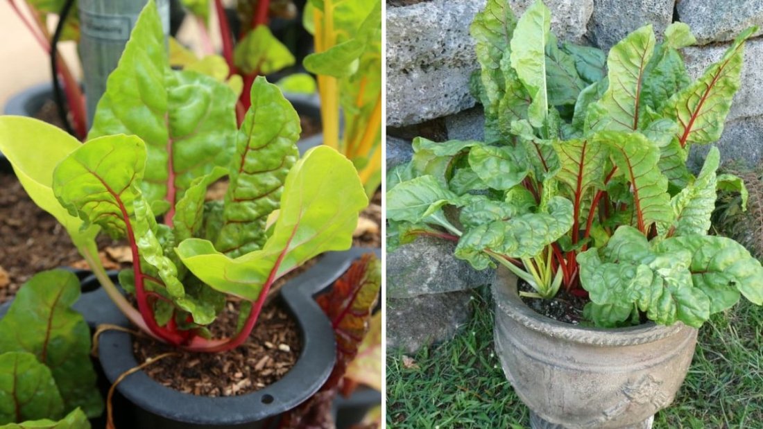 How to Grow Swiss Chard from Seed in Containers and Garden Beds: The Complete Easy Planting Guide