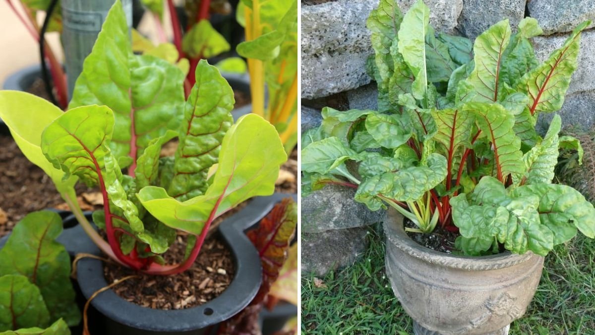 How to Grow Swiss Chard from Seed in Containers and Garden Beds: The Complete Easy Planting Guide
