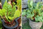 How to Grow Swiss Chard from Seed in Containers and Garden Beds: The Complete Easy Planting Guide
