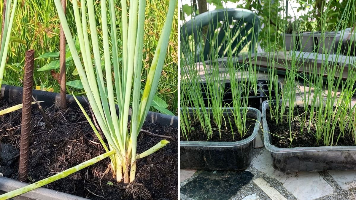How to Grow Leeks from Seed in Containers: The Complete Easy Planting Guide