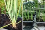 How to Grow Leeks from Seed in Containers: The Complete Easy Planting Guide