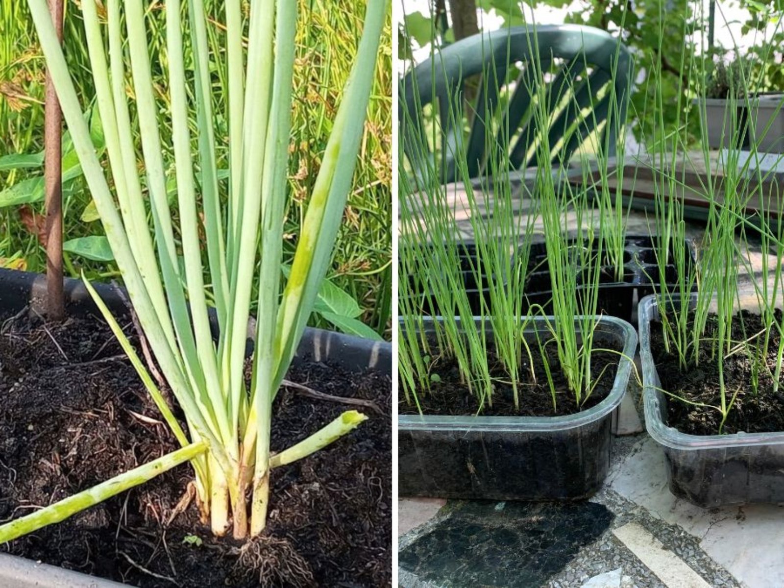 How to Grow Leeks from Seed in Containers: The Complete Easy Planting Guide