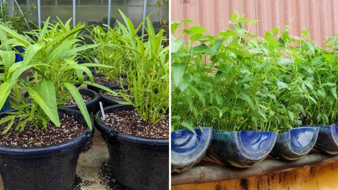 How to Grow Water Spinach (Kang Kong): Expert Tips for a Lush, Productive Harvest