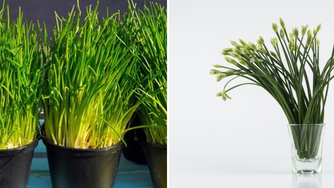 How to Grow Chives & Garlic Chives: Complete Guide from Seed to Kitchen