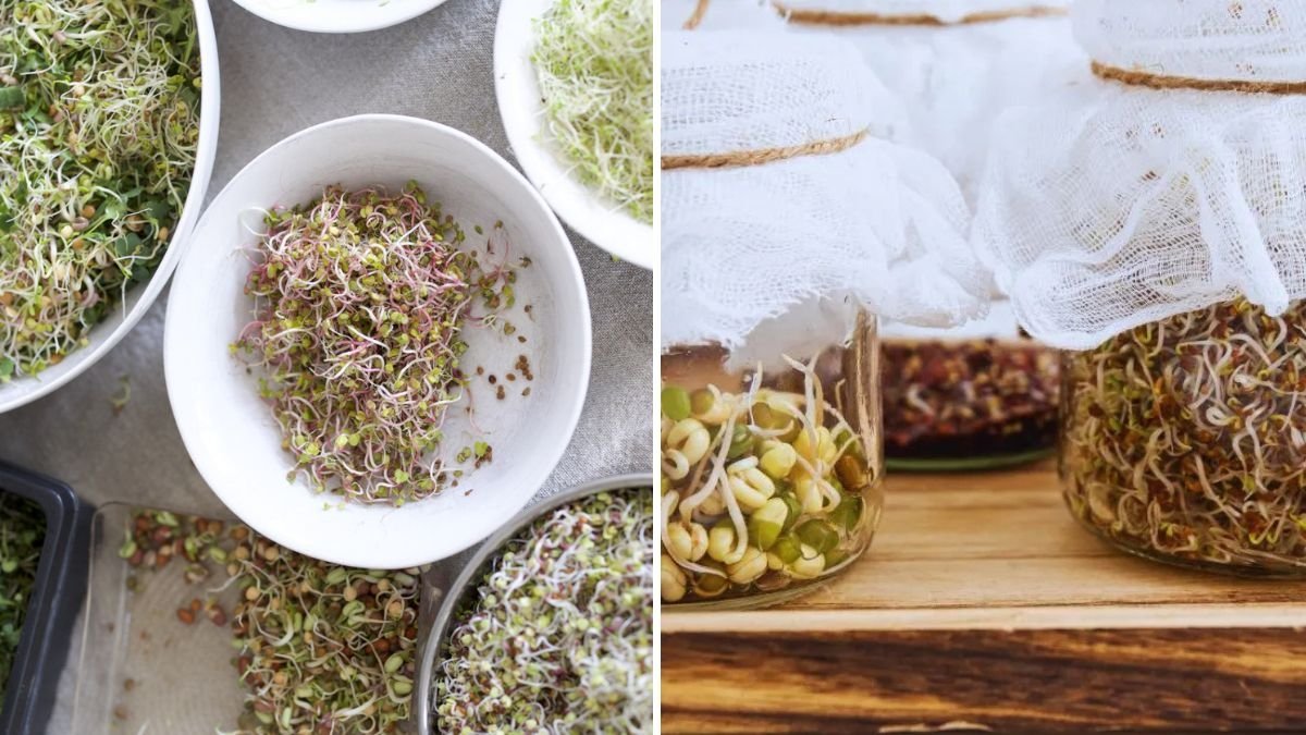 Grow Food in Your Kitchen: How to Sprout Lentils at Home for Fresh, Nutritious Harvests