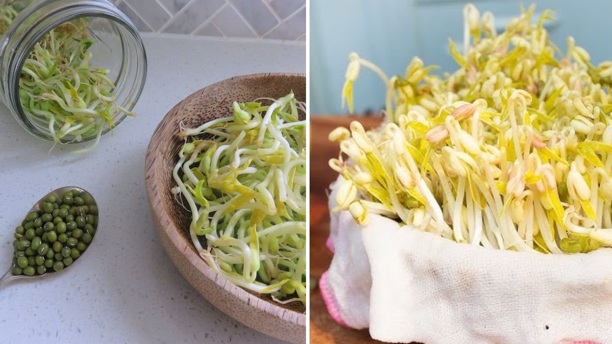 The Kitchen Garden Magic: How to Grow Fresh, Crunchy Bean Sprouts at Home in Just 6 Days!