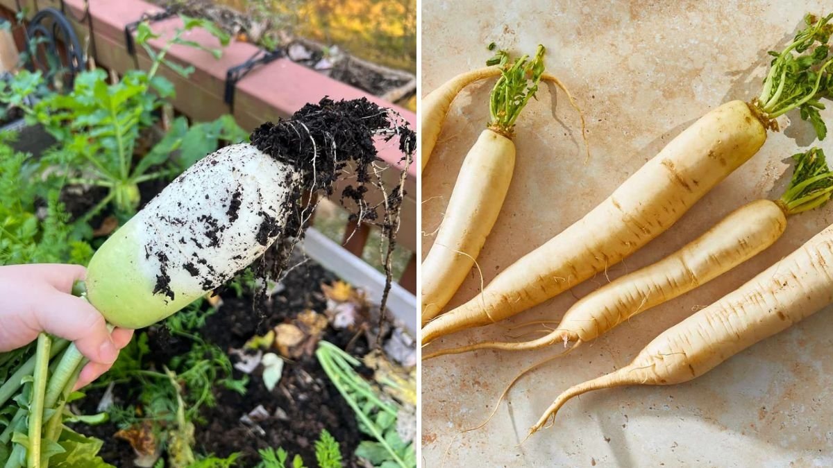 Daikon Radishes: The Multi-Purpose Root Vegetable Every Gardener Should Grow